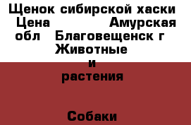 Щенок сибирской хаски › Цена ­ 10 000 - Амурская обл., Благовещенск г. Животные и растения » Собаки   . Амурская обл.,Благовещенск г.